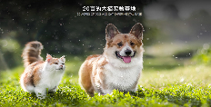 用“数字语言”重构宠物品牌信任体系 | 设计大赛案例赏析(图13)