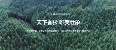 让世界闻到香杉的味道,「广西壮象木业」数字化出海之路(图1) 让世界闻到香杉的味道,「广西壮象木业」数字化出海之路(图1)