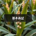 基本类型(图2) 基本类型(图2)