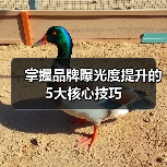 掌握品牌曝光度提升的5大核心技巧