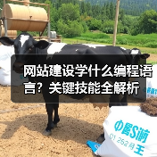 网站建设学什么编程语言？关键技能全解析（图3）